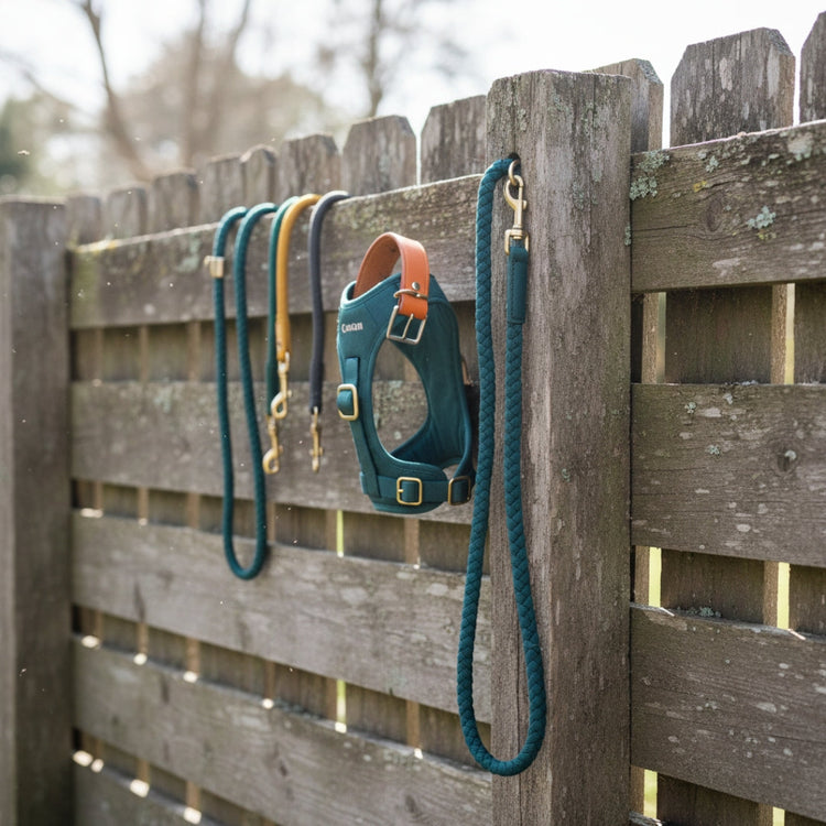 Leashes, Collars, & Harnesses
