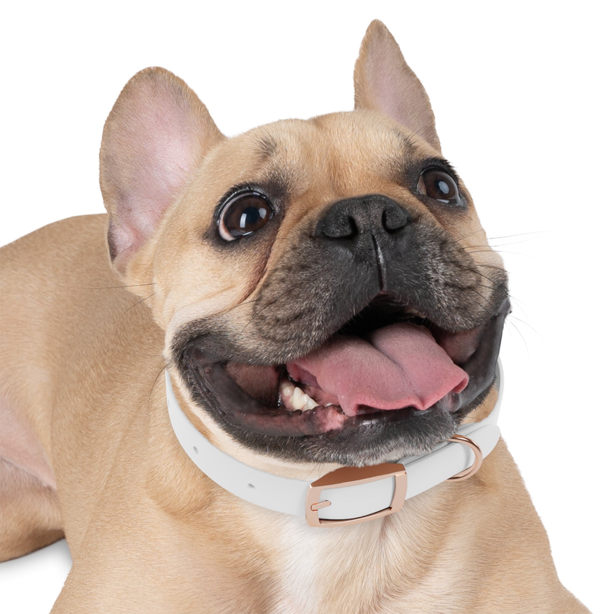 Personalized White Dog Collar — 'Amore Pet Supply' Logo Adjustable Waterproof Collar