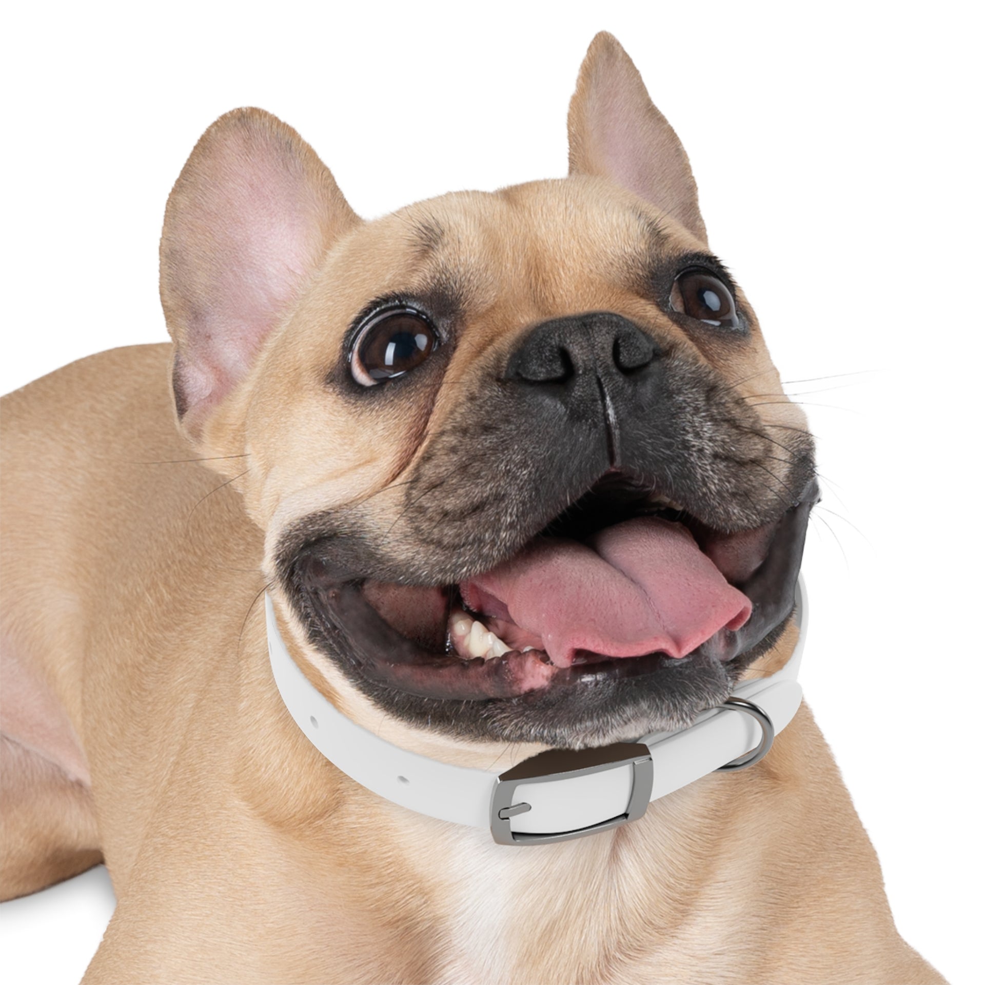 Personalized White Dog Collar — 'Amore Pet Supply' Logo Adjustable Waterproof Collar