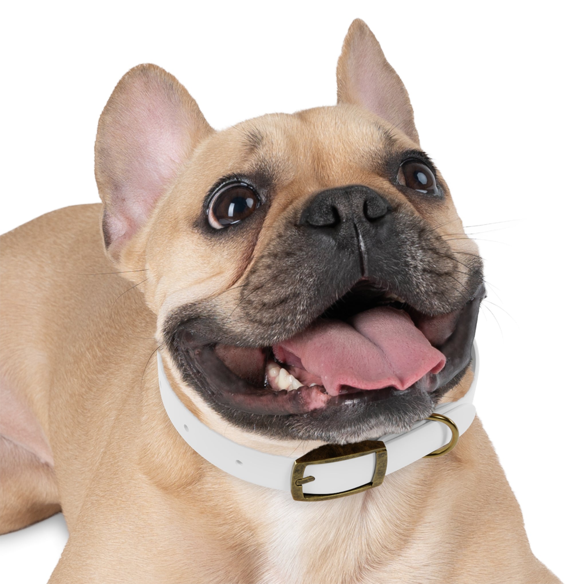 Personalized White Dog Collar — 'Amore Pet Supply' Logo Adjustable Waterproof Collar