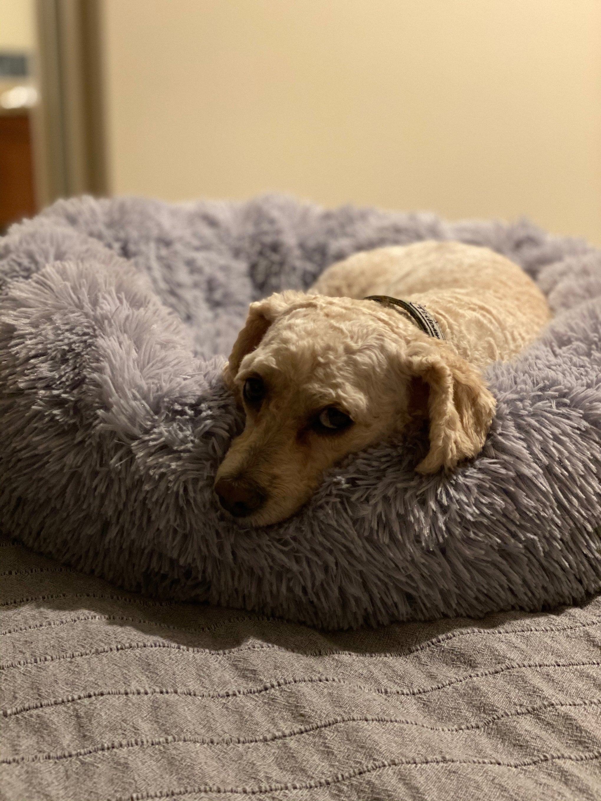 Mr. Peanut's 28-Inch OrthoPlush® Pet Bed – Snowflake White Two-Tone