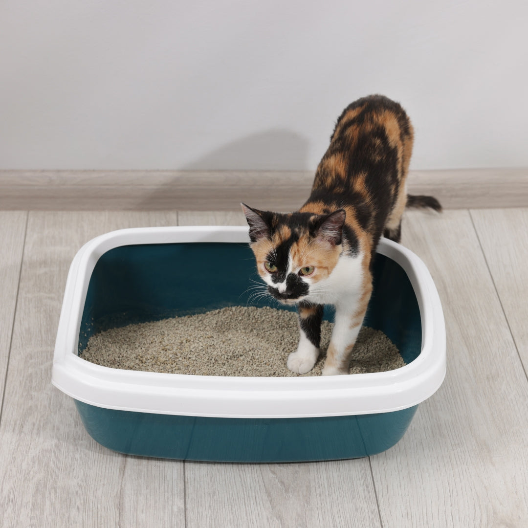 Cat standing inside a covered litter box on a wooden floor.