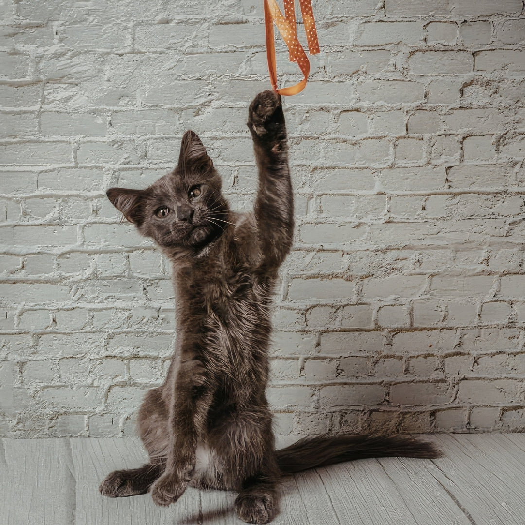 Cat playing with a hanging toy against a brick wall.