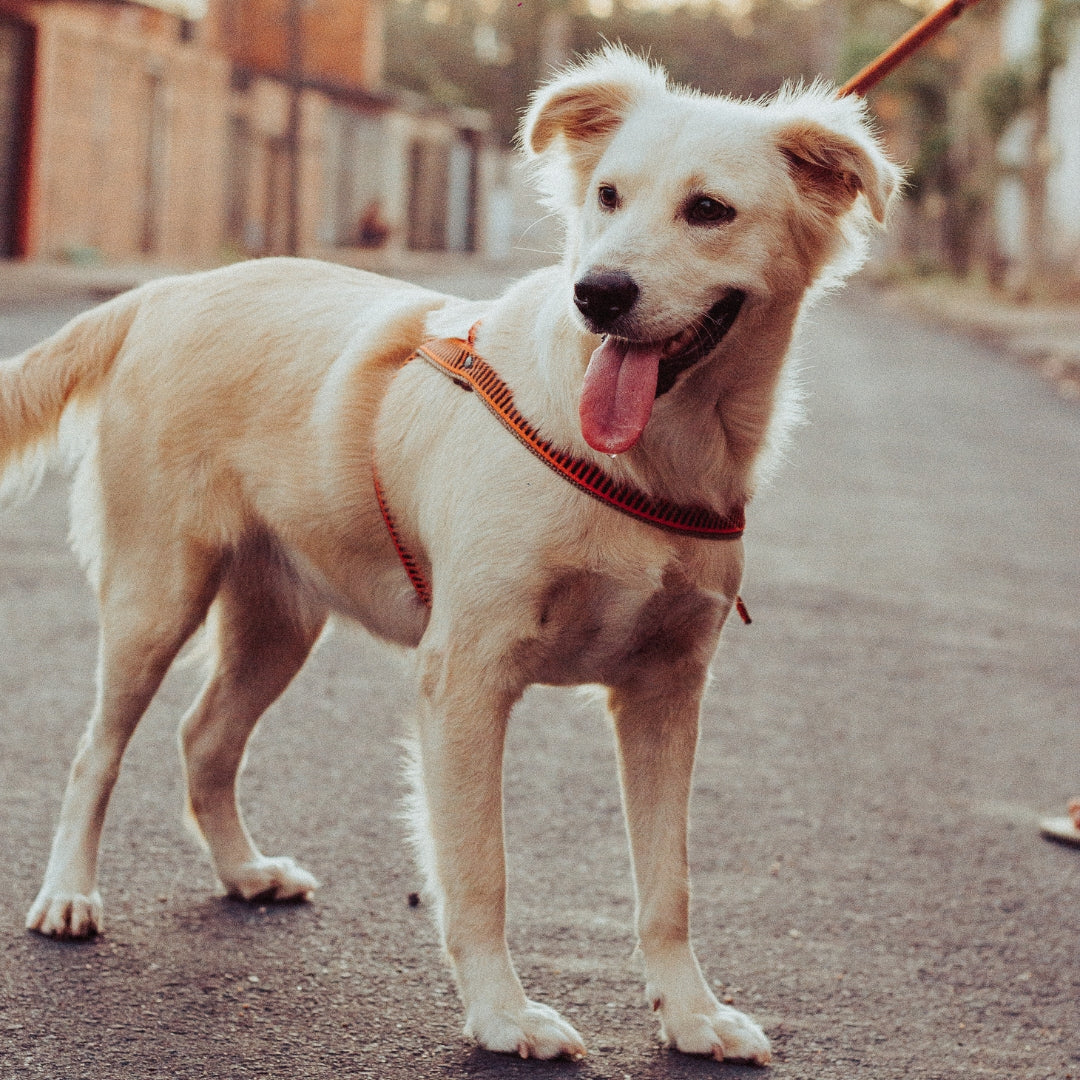 Dog on a leash standing on a street with a blurred background