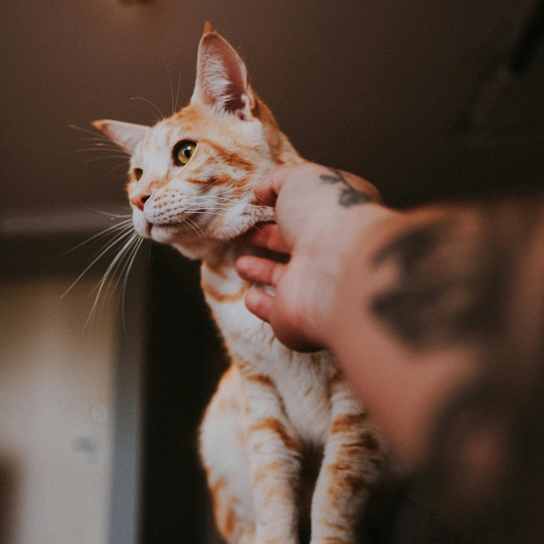 Person petting a white and orange cat indoors