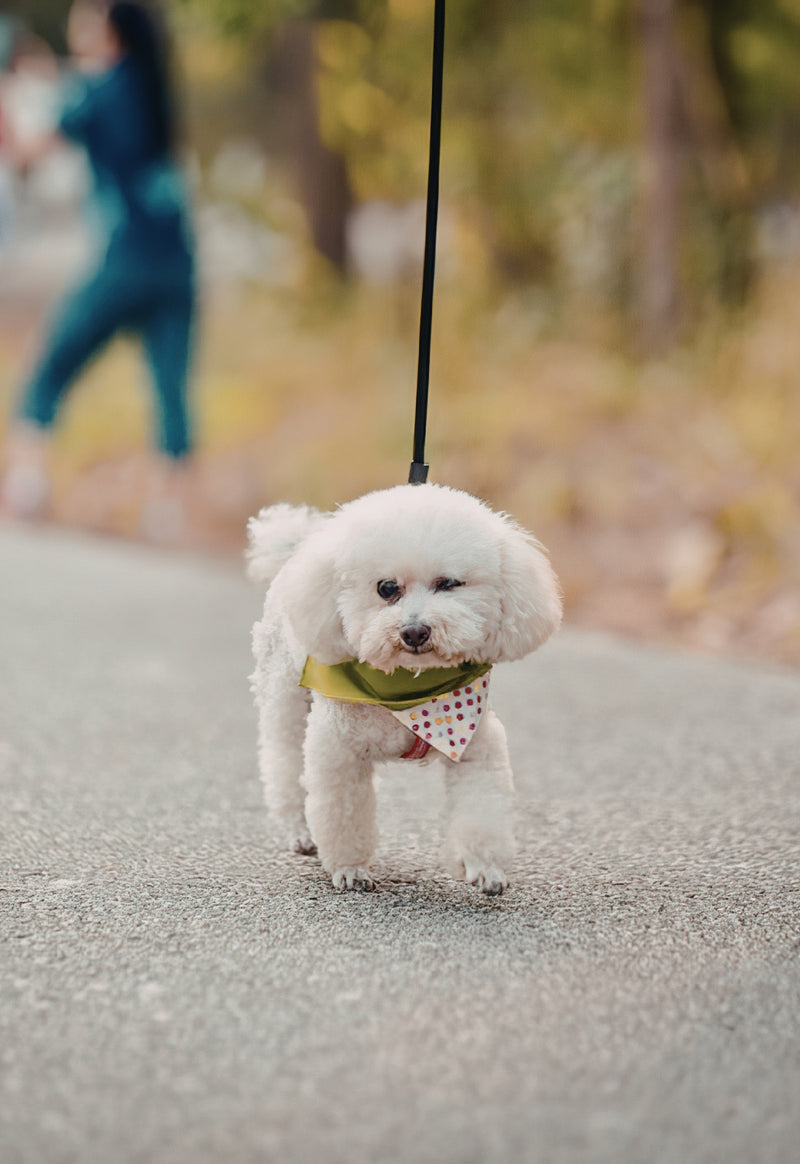 Walk Smarter. Stay Connected.
