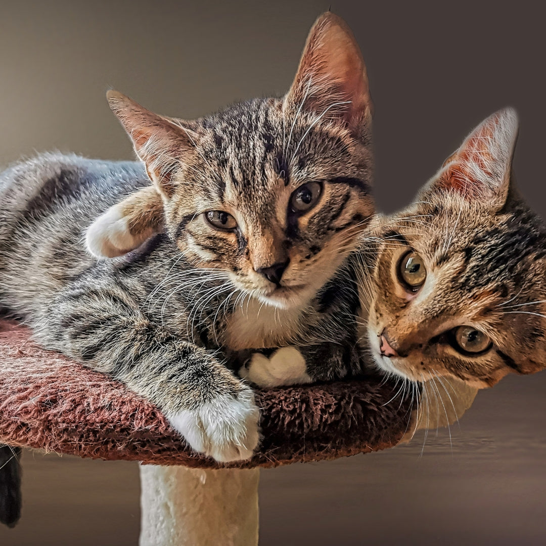 Two cats on a cat tree with a neutral background