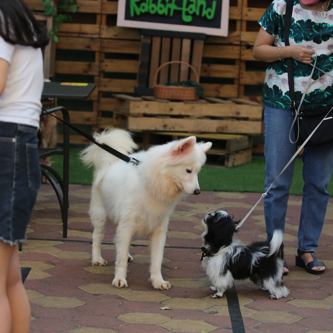 Two dogs on leashes standing on a pavement with wooden crates and a sign in the background.