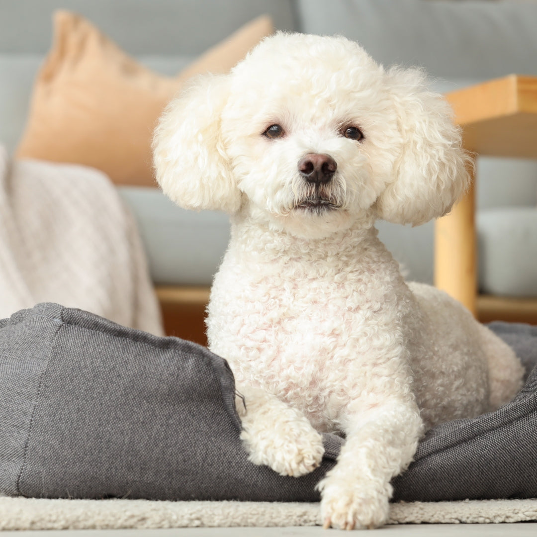 White fluffy dog sitting on a gray cushion in a cozy indoor setting