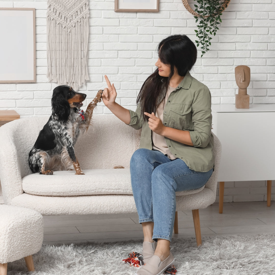 Woman sitting on a chair with a dog on a couch, both interacting in a home setting.